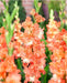 Gladioli Large Flowered Frizzled Charkov Coral - 10 Bulbi Fioral