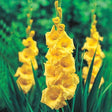 Gladioli Nova Lux - 10 Bulbi Fioral