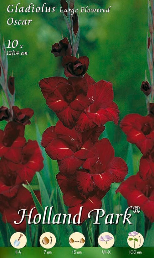Gladioli Oscar - 10 bulbi da fiore Fioral