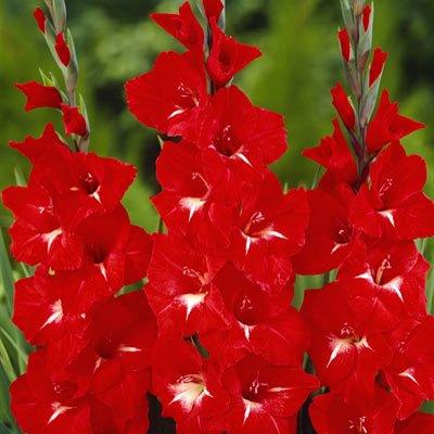 Gladioli Traderhorn - 5 Bulbi Fioral (2494429)