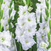 Gladioli White Prosperity - 5 Bulbi Fioral