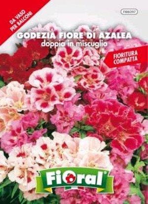 Godezia Fiore di Azalea Doppia in Miscuglio - Fioral Fioral (2494433)