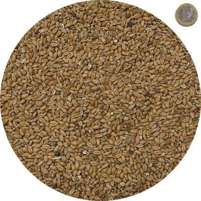 Grano Tenero per Animali MillStore (2494446)