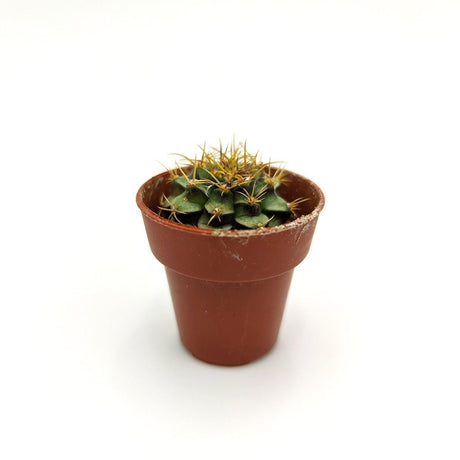 Gymnocalycium Anisitsii ssp 3,5 cm MillStore (2494627)