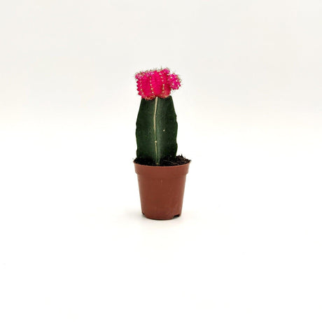 Gymnocalycium Mihanovichii Fuchsia / 5 cm MillStore (2494628)