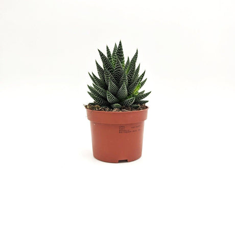 Haworthia attenuata ssp (A2) -  10 cm x h 15 cm MillStore (2494633)