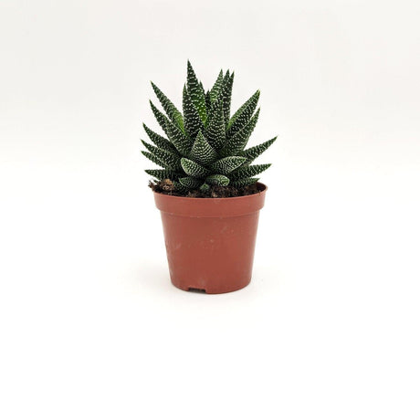 Haworthia attenuata ssp (A2) -  8 cm x h 15/17,5 cm MillStore (2494634)