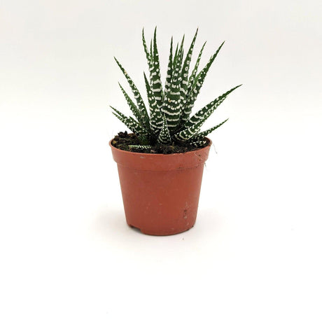 Haworthia Fasciata 10 cm MillStore (2494635)