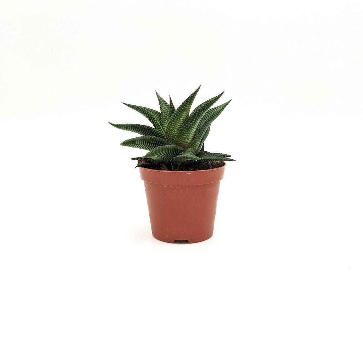 Haworthia limifolia Marloth -  8 cm x L 12,5 x h 15 cm MillStore (2494636)