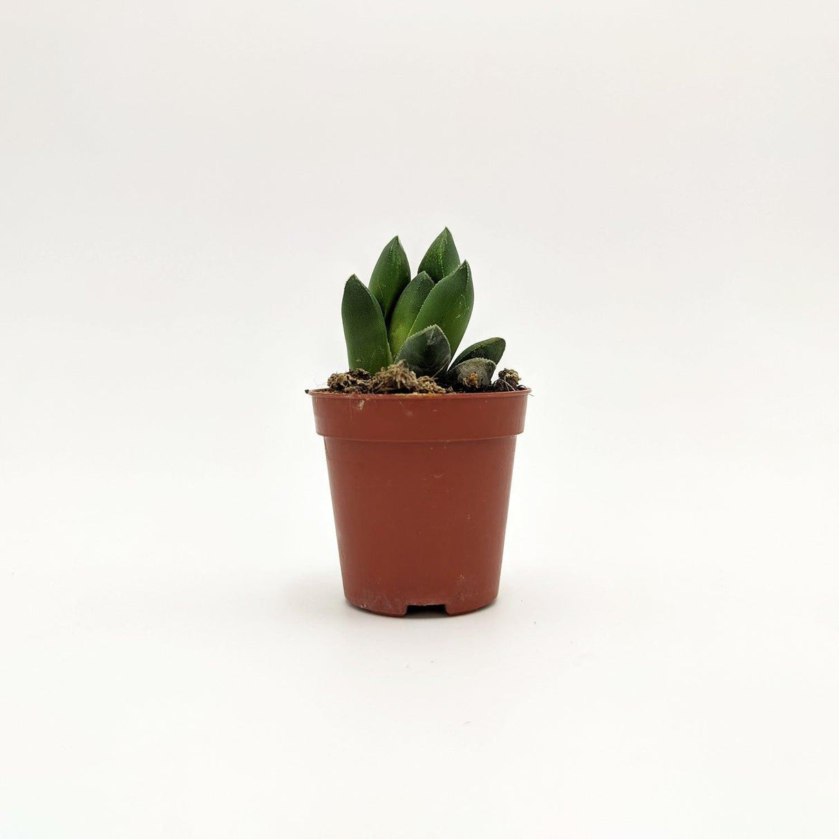 Haworthia Retusa -  5 cm x h 8/13 cm MillStore (2494637)