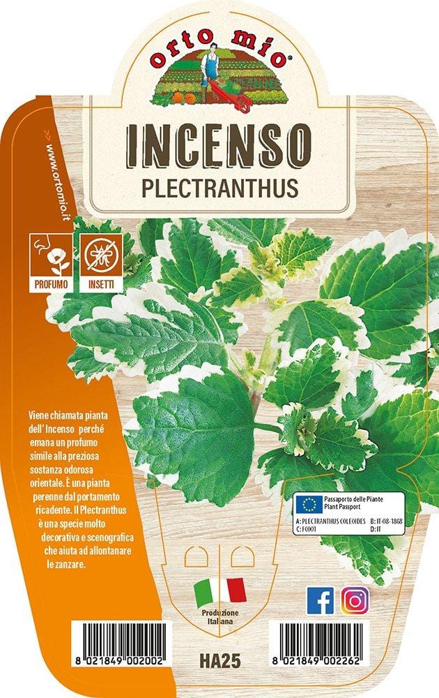 Incenso - 1 pianta v.14 - Orto Mio Orto Mio (2494739)