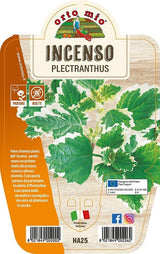 Immagine illustrativa: Incenso Plectranthus. La pianta ricevuta può avere dimensioni e sviluppo diversi.