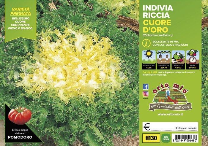 Indivia riccia a cuore d′oro Cigal-Mirna - 9 piante - Orto Mio Orto Mio