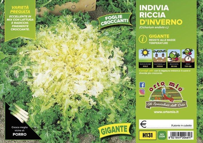 Indivia riccia d′inverno gigante Monaco - 9 piante - Orto Mio Orto Mio (2494745)