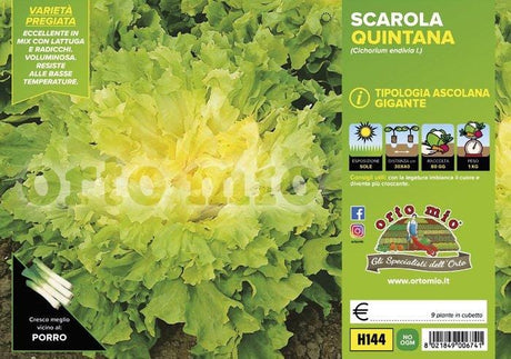 Indivia scarola ascolana Quintana - 9 piante - Orto Mio Orto Mio (2494746)