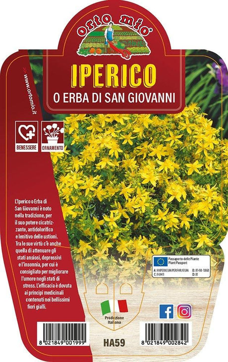 Iperico o Erba di San Giovanni - 1 pianta v.14 cm - Orto Mio Orto Mio (2494818)