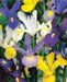 Iris Hollandica Mixed - Confezione da 10 bulbi Fioral (2494828)