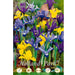Iris Reticulata Mix - Confezione 10 bulbi Fioral