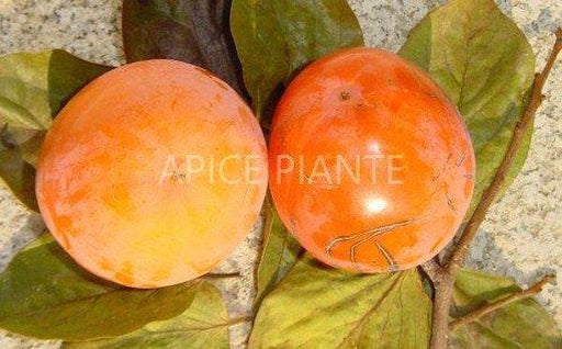 Kako Tipo - Loto di Romagna - v. 20 cm - Apice Piante Apice piante (2494861)