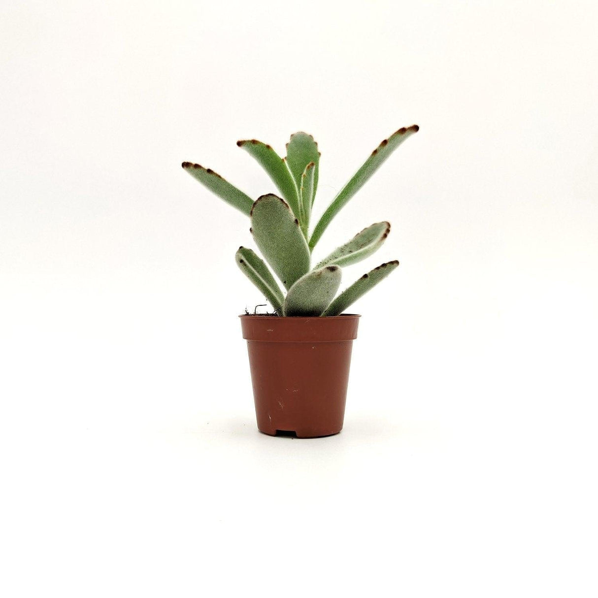 Kalanchoe Tomentosa Baker 5 cm MillStore (2494864)