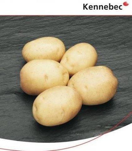 Kennebec Patate da Seme MillStore (2494867)