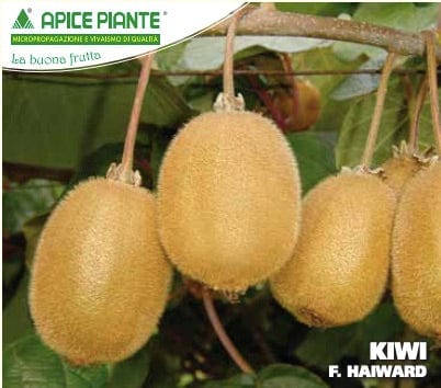 Kiwi Hayward Femmina - V. 20 cm - Apice Piante Apice piante (2494887)