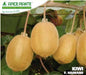 Kiwi Hayward Femmina - V. 20 cm - Apice Piante Apice piante (2494887)
