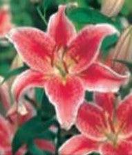 L'ortolano Lilium Oriental Star Gazer - 1 Bulbo Fioral (2495027)