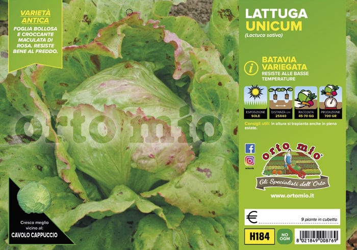 Lattuga batavia variegata Unicum - 9 piante - Orto Mio Orto Mio (2495124)