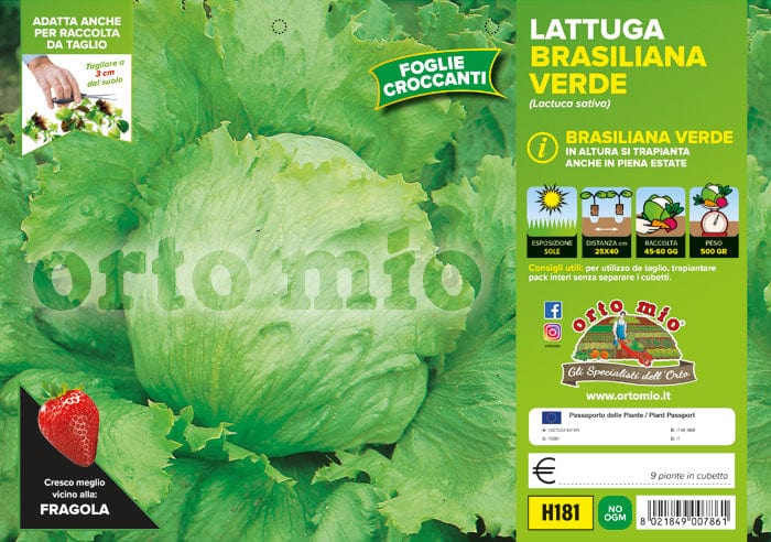 Lattuga brasiliana verde Great Lakes (var. Masaida) - 9 piante - Orto Mio Orto Mio (2495127)