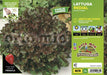 Lattuga gentilina rossa Redial - 9 piante - Orto Mio Orto Mio (2495136)