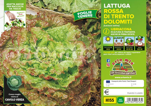 Lattuga rossa di Trento Dolomiti - 9 piante - Orto Mio Orto Mio (2495148)