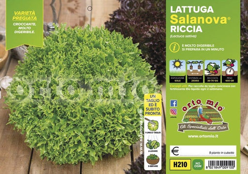 Lattuga salanova mix a foglia riccia Haflex ed Exographie - 9 piante - Orto Mio Orto Mio