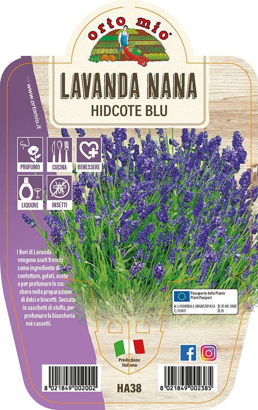 Lavanda Nana Hidcote Blu -  1 pianta v.14 cm - Orto mio Orto Mio (2495172)