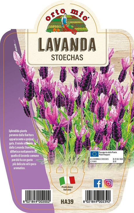 Lavanda Stoechas - 1 pianta v.14 cm - Orto Mio Orto Mio (2495173)