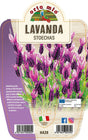 Lavanda Stoechas - 1 pianta v.14 cm - Orto Mio Orto Mio (2495173)