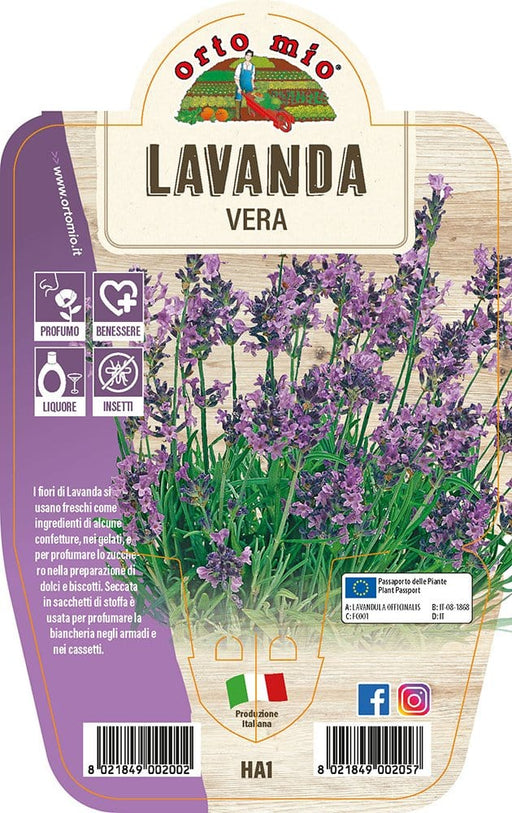 Lavanda Vera - 1 pianta v.14 cm - Orto Mio Orto Mio (2495174)