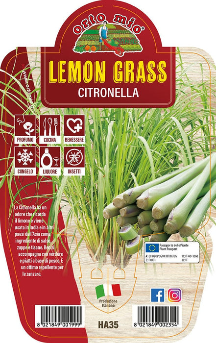 Lemon Grass - Citronella - 1 pianta v.14 - Orto Mio Orto Mio