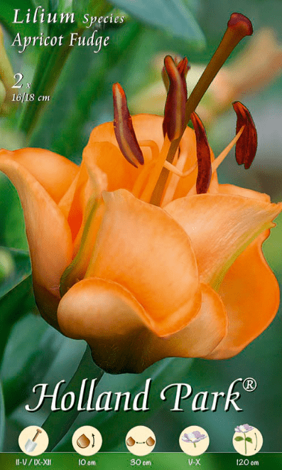 Lilium Apricot Fudge - 2 bulbi da fiore Fioral