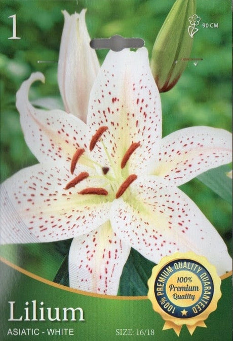 Lilium Asiatic Bianco - 1 Bulbo Fioral (2495272)