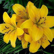 Lilium Asiatic Giallo Yellow - 1 Bulbo Fioral