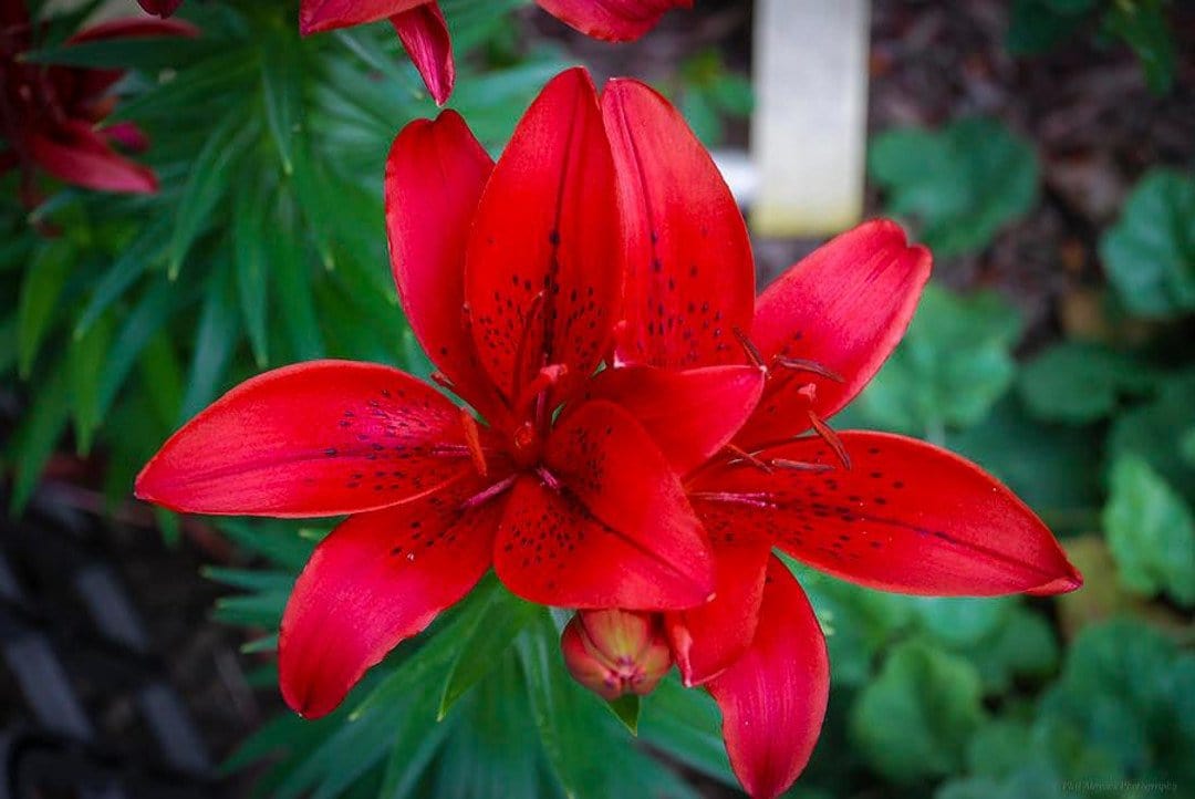 Lilium Asiatic Rosso - 1 Bulbo Fioral (2495274)