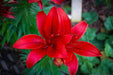 Lilium Asiatic Rosso - 1 Bulbo Fioral (2495274)