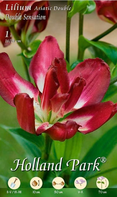 Lilium Asiatico Double Sensation - 1 bulbo da fiore Fioral