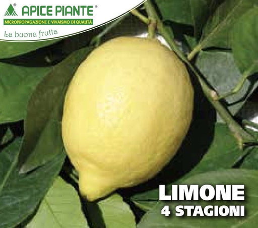 Limone 4 Stagioni - v. 24 cm - Apice Piante Apice piante (2495279)