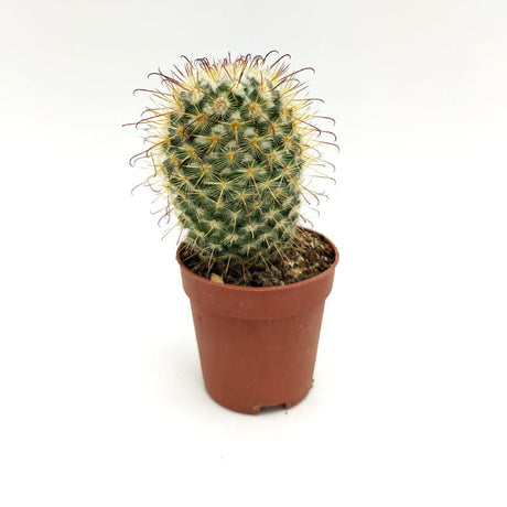 Mammillaria Bombycina Quehl 5 cm MillStore (2495383)