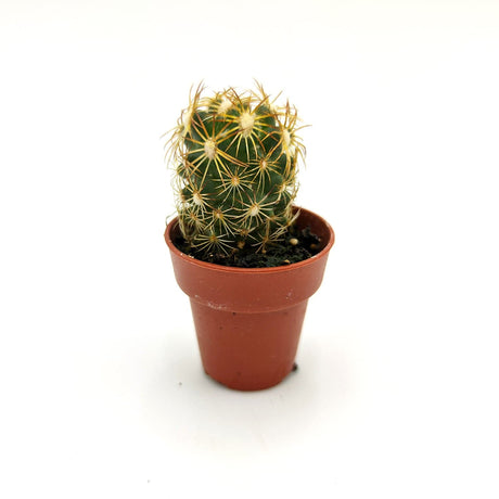 Mammillaria elongata dc 3,5 cm MillStore (2495384)