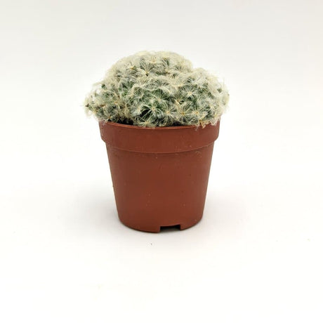 Mammillaria Plumosa A MillStore (2495385)