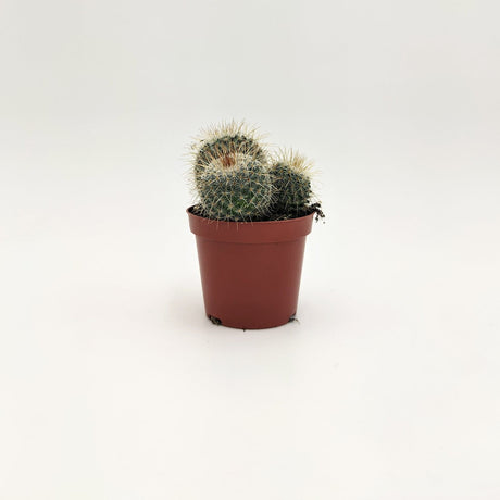 Mammillaria Spinosissima A1 MillStore (2495387)