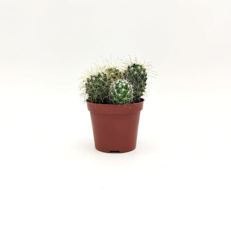 Mammillaria Spinosissima A2 MillStore (2495388)